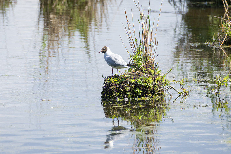 湖中的笑鸥(Larus ridibundus)。